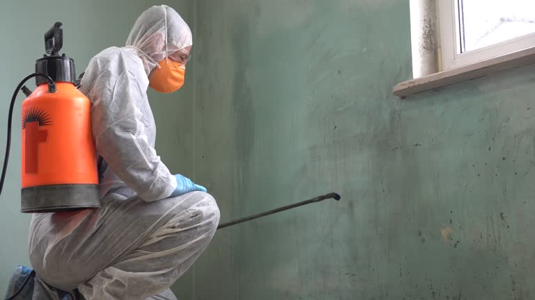 Why You Should Choose Our Mold Remediation Services in Post, TX